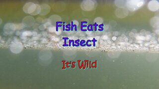 Fish Eats Insect - It's Wild
