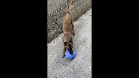 Tora Playing Ball Funny Video