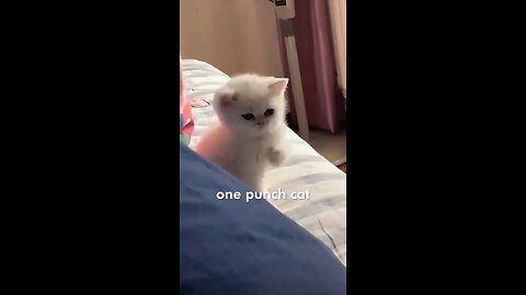 One Punch Cat