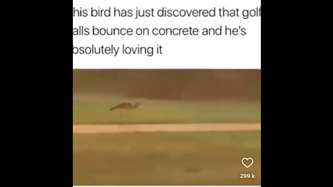 Funny! Bird bounces golf balls on the concrete