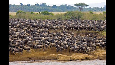 Great Migration of Wildebeests in Eastern Africa