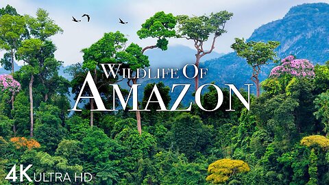 amazone rain forest video