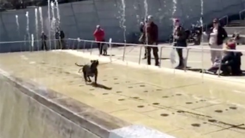 Happy Dog Has A Field Day Playing In The Brooklyn Museum Fountain