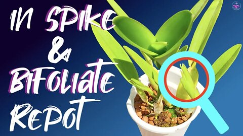 Self watering set up coilostylis cattleya root clean up | Repot orchids in spike / bud & bifoliate!