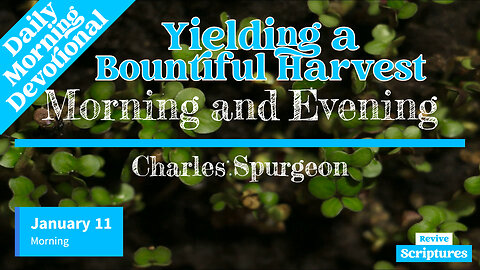 January 11 Morning Devotional | Yielding a Bountiful Harvest | Morning & Evening by Charles Spurgeon