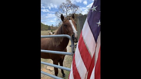 Patriotic American Quarter horse colt straightens American flag.