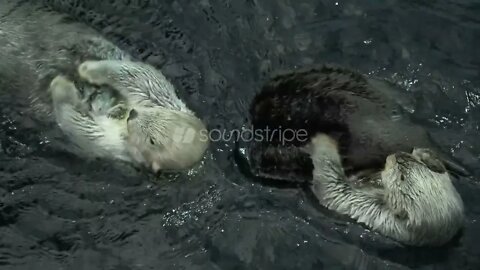 Funny sea otters relaxing and floating 4k, otter swimming, otter feeding on fish, otter yawns,