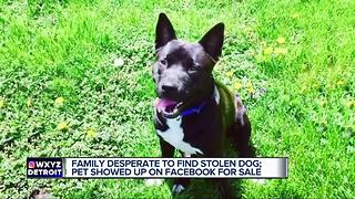 Family desperate to find stolen dog