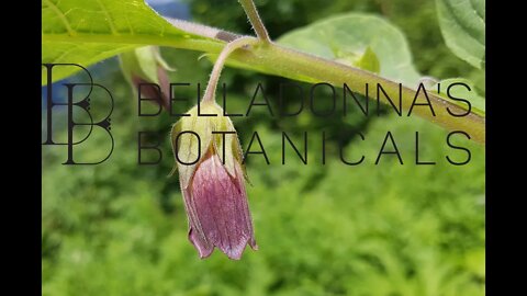 UNBOXING Video- Belladonna’s Botanicals (formerly Restorative Aromatics) by Jennifer Vatza