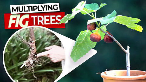 Multiplying Fig Trees | How To Grow A Fig Tree From A Pulling - Fig Propagation