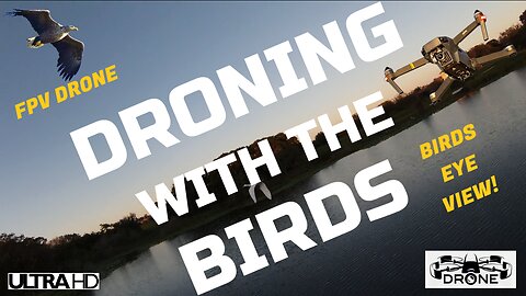 Droning with the Birds - EPIC FPV Drone Flying with Bird's Video – Best Bird's Eye View with Music