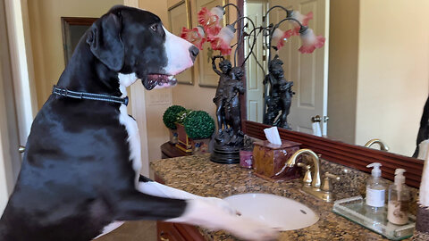 Funny Great Dane Discovers A New Method Of Elevated Drinking - Counter Surfing