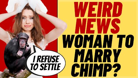 Woman Wants To Marry Zoo Chimp, Other Weird News