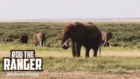 Amboseli Elephants With Female Tusker | Livestream | Zebra Plains