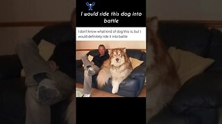 Battle dog
