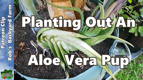 Planting Out An Aloe Vera Pup