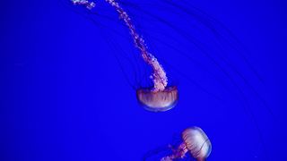 Deadly sea nettle jellyfish are formidable predators