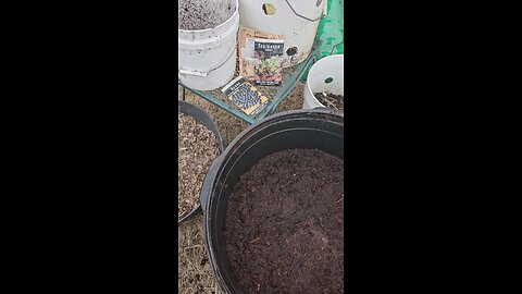 Planted Coriander (Cilantro) Seed With Potatoes & Peas. 02/16/2024.