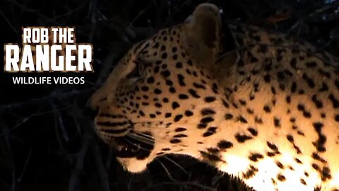Leopard Roars And Other Vocalizations | Archive Footage