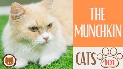 🐱 Cats 101 🐱 MUNCHKIN CAT - Top Cat Facts about the MUNCHKIN