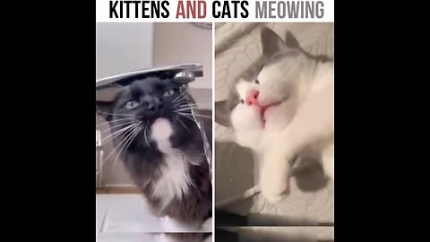 kittens and cats meowing