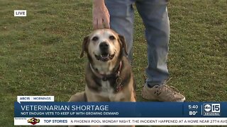 Veterinarian shortage leaving clinics busy, pet owners waiting