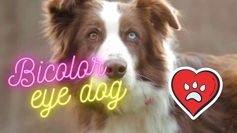 Bicolor Eye Dog (Dogs Series 1)