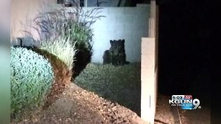 AZGFD: Bear euthanized on northeast side