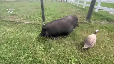 Pig finds unlikely protectors in hen and fellow rescue animals