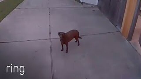 Owner Tells Dog To Go Back Inside Via Spotlight Cam!