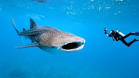 Giant whale shark swims right through scuba divers