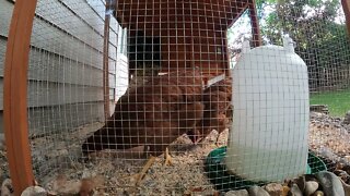 My Backyard Chickens - Episode 76