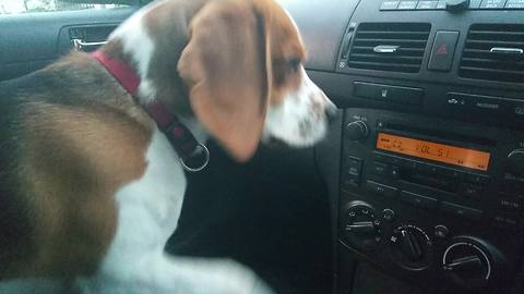 Music-loving dog turns on car radio