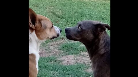 Dogs Howling Tucker and Claire Bear