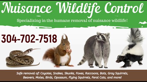 Muskrat Control - Nuisance Wildlife Control