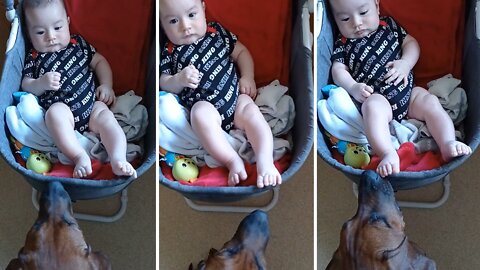 Compassionate Puppy Preciously Comforts Teething Baby