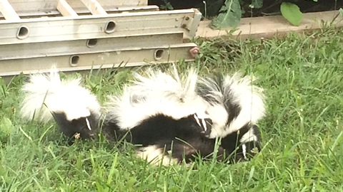 How many skunks do you see? Wait for it!