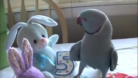 Parrot Celebrates Birthday Party With Bird Friends