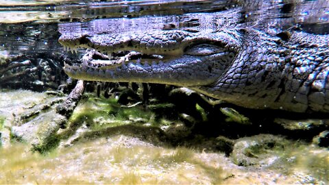 Scuba diver has face-to-face encounter with crocodile