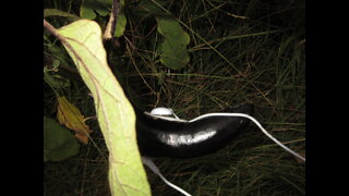 Edible Fruit Eggplant Fruit Oct 2021