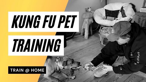 Learn Kung Fu Online | Training At Home With Your Dog | Push Hands | Tai Chi