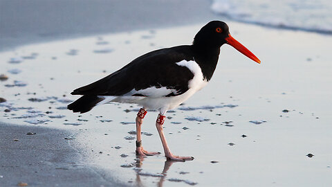 American Oystercatchers Hunting Along the Shoreline at Sunset