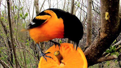 Beautiful oriole enjoys an orange at this ingeniously simple bird feeder