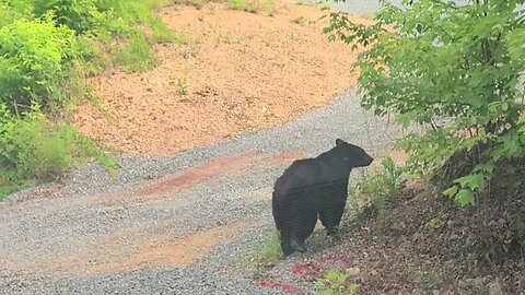 Black bear by our cabin in Pigeon Forge TN