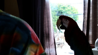 Mon grand perroquet en caméra cachée