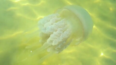 Jellyfish moving in the water. Jellyfish with thick tentacles