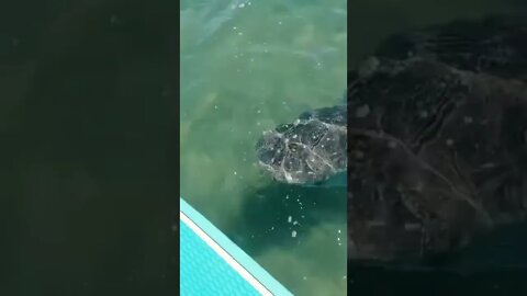 SHARK ATTACKS MAN WHO TRYING TO SAVE TURTLE