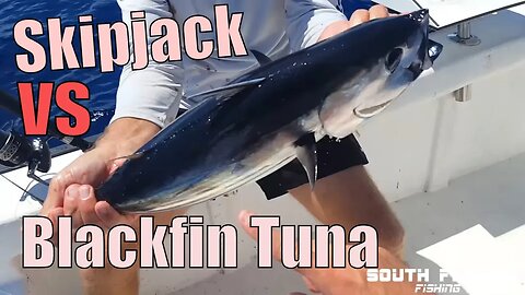 Skipjack vs Blackfin Tuna | Catch and Cook