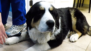 Puppy Stubbornly Refuses To Leave Vet's Office