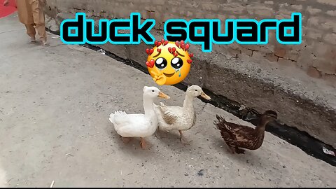 Cute ducks video